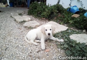 Golden retriever macho