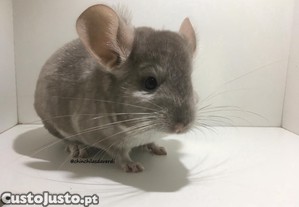 Chinchila Heterobege f�mea adulta