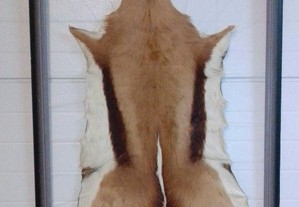 Pele de antilope emoldurada