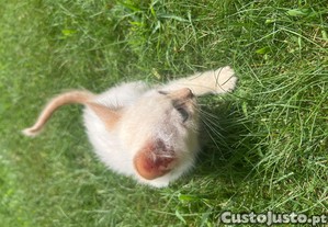 imagem_2