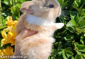 Coelho Anao Netherland Dwarf