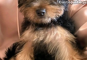 Yorkshire Terrier