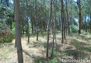 imagem_20
