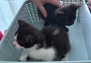 Doação de gatinhos (machos)