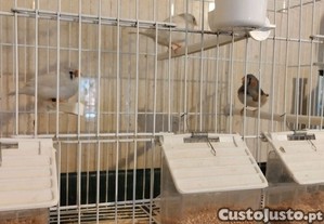 Mandarins novos