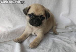 Pug Carlin Disponveis