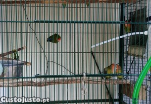 imagem_1