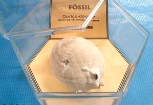 Ouriço do mar fóssil 5,5x10x11cm-cx