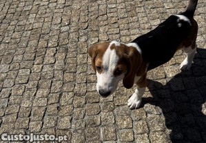imagem_1