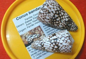 Búzio - Conus bandanus 6-7,5cm-conj.5pçs