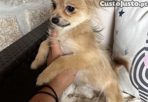 Menina spitz ano muito pequena