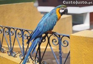 imagem_1