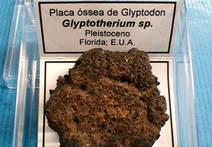 Glyptotherium sp. fóssil 2,5x6x6cm-cx