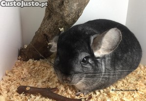 Chinchila Standard adulta