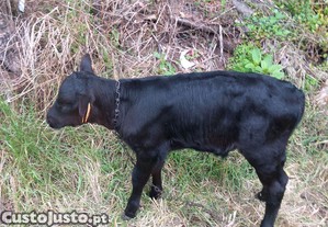 Vitelo macho angus