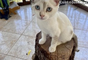 imagem_2