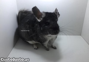 Chinchila Standard f�mea adulta