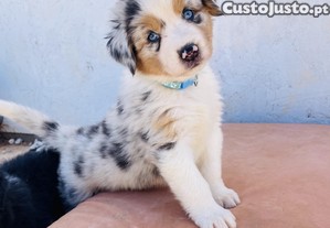 Pastor australiano azul merle com LOP