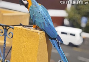 imagem_2