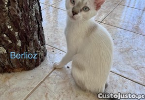 imagem_8