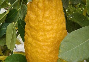 Árvores de fruto tropicais citros medica