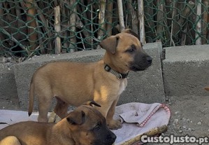 Pastor belga malinois