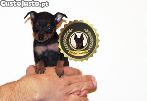 imagem_1