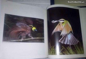 imagem_4