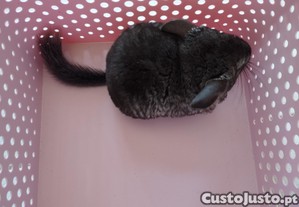imagem_4