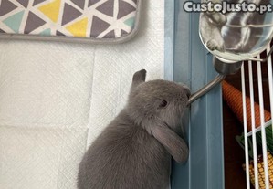 Criador coelhos anes miniLop