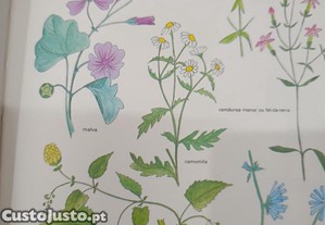imagem_7