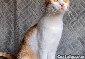 Marmeladka, gata juvenil ESTERILIZADA para adoo responsvel