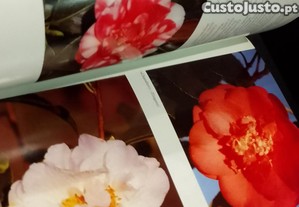imagem_8
