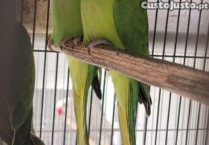 Ring neck verdes 2025