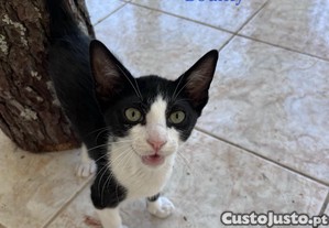 imagem_5
