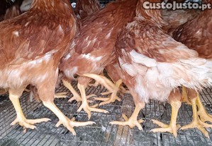 Galinhas poedeiras