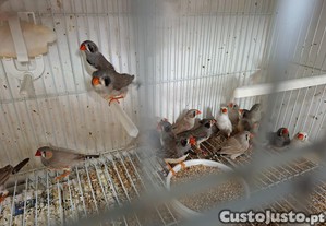 imagem_1