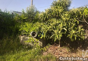 imagem_31