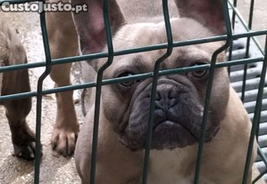 Procura: Bulldog francs para montas