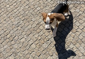 imagem_3