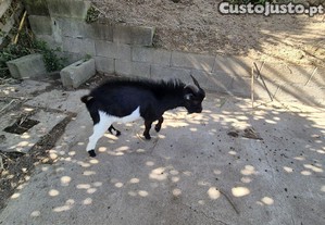 imagem_3