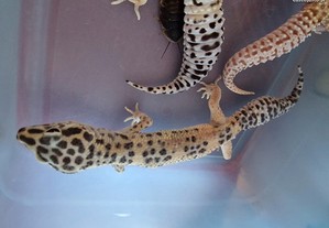 Terrario c/ geckos