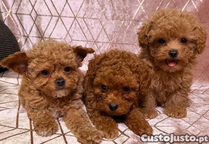 imagem_1