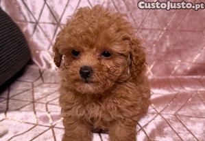 imagem_3