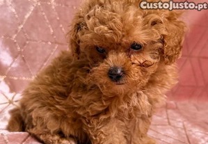 imagem_5