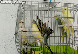 imagem_2