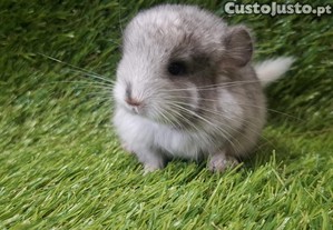 imagem_2