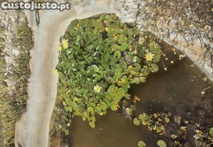 imagem_1