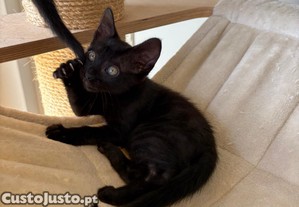 imagem_7