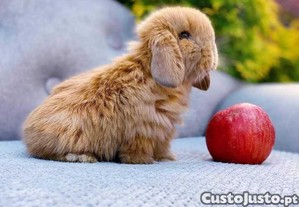 imagem_10